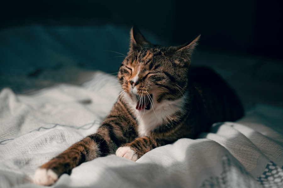 tired and lazy