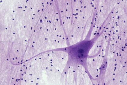Photo neuroscience