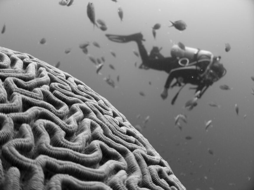 Photo Metacognition Skills
