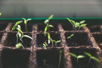 Photo Growth Mindset