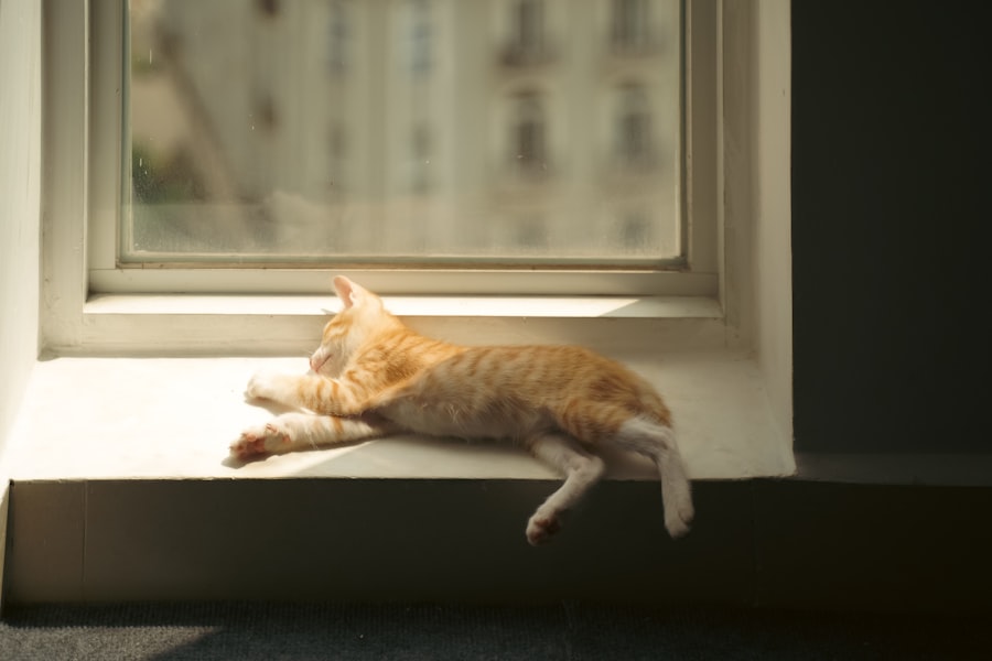 Photo laziness and success