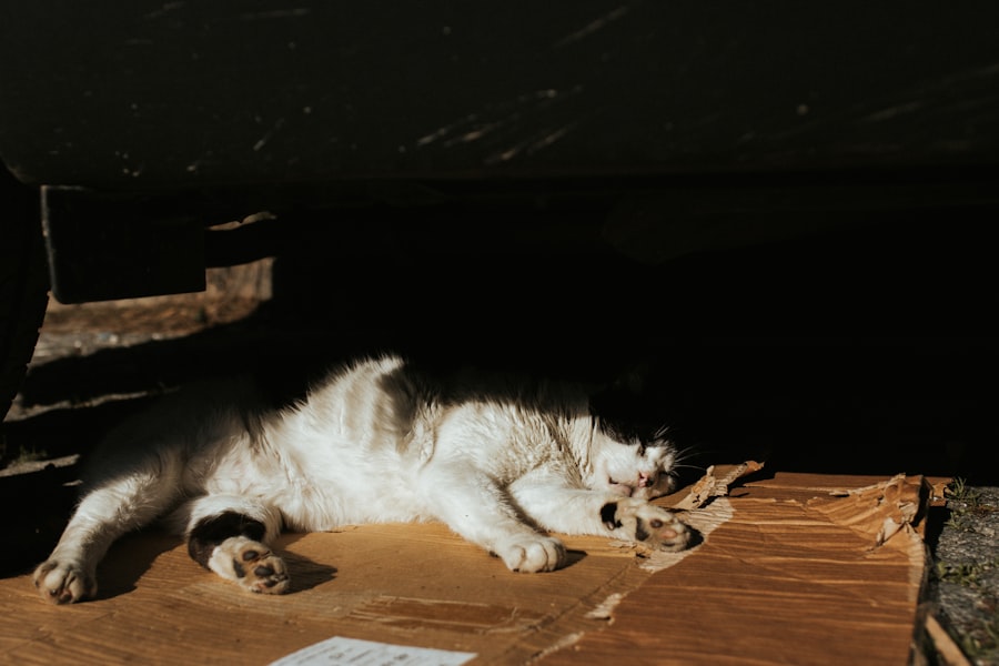 Photo tired and lazy