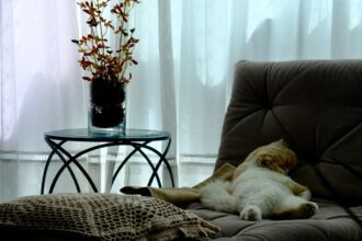 Photo lazy