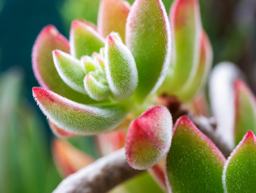 Photo present and focused