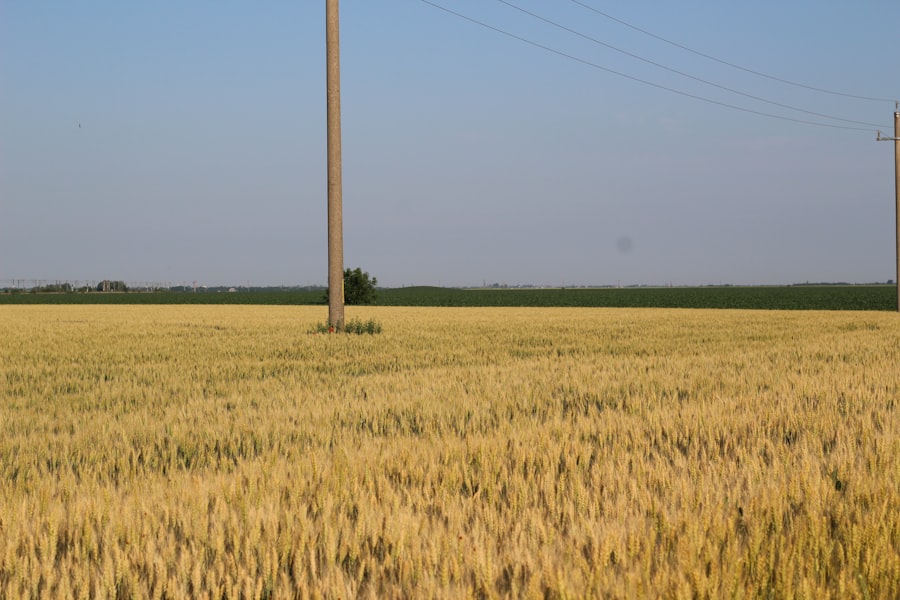 Photo harvest signals