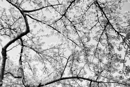 Photo neuroscience, imposter syndrome