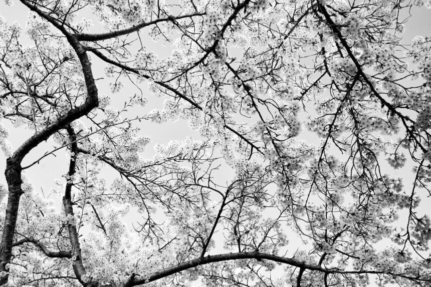 Photo neuroscience, imposter syndrome