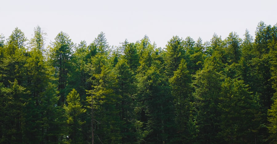 Photo environment shaping