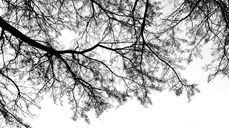 decision trees