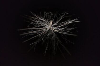 Photo nervous system regulation