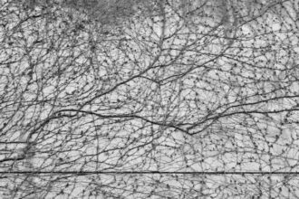 Photo dopamine neurons