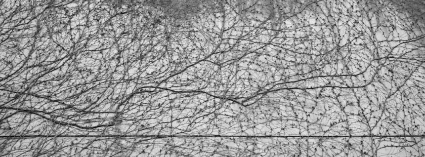 Photo dopamine neurons