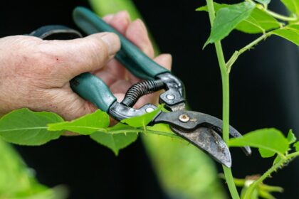 Photo pruning