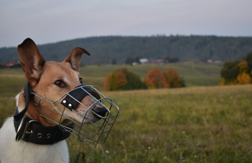 Photo accountability