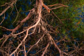 Photo nervous system regulation