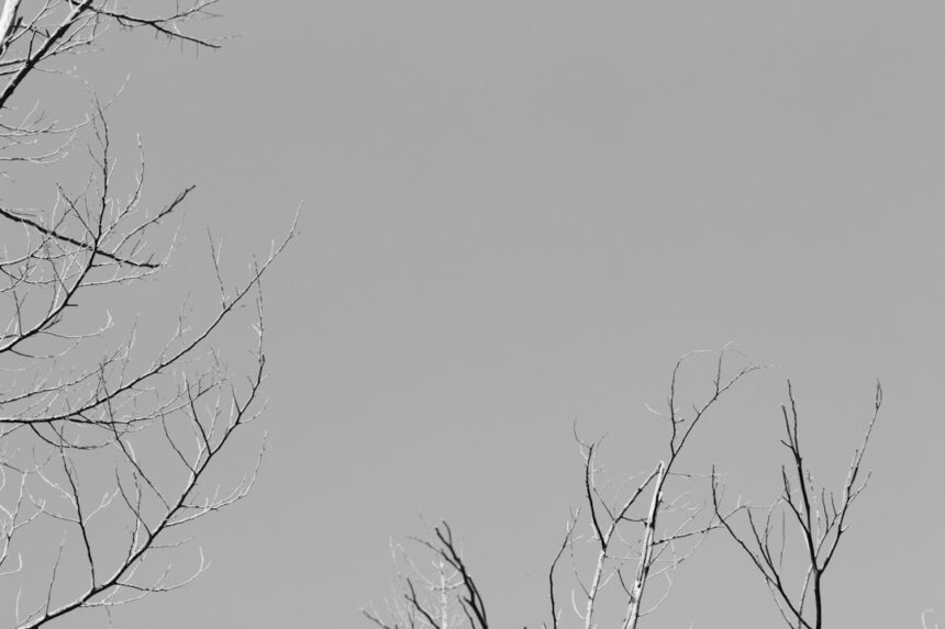 Photo decision trees