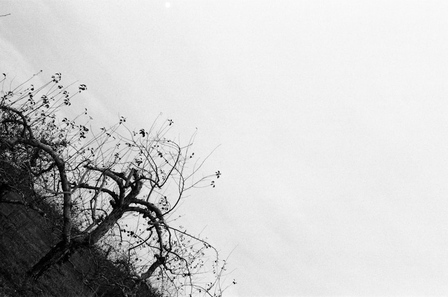 Photo decision trees