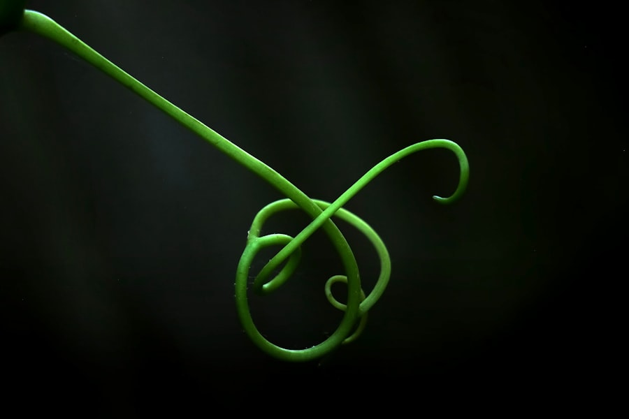 Photo perfection loops