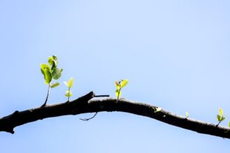 Photo sustainable growth mindset