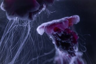 Photo synaptic plasticity