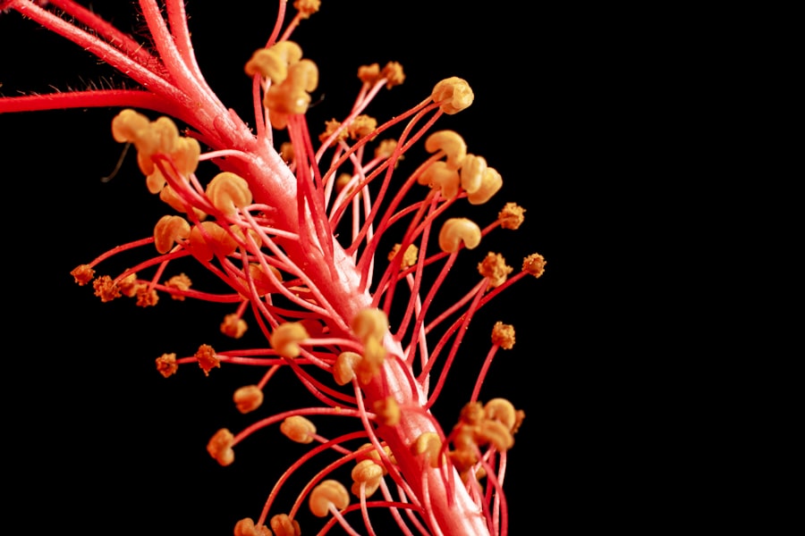 Photo vagus nerve stimulation