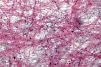 Photo protein fiber cognitive stability