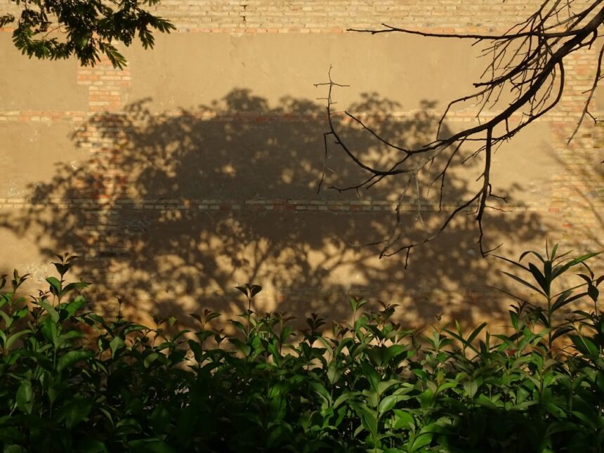 Photo jungian shadow