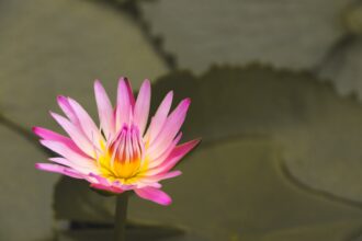 Photo lotus method