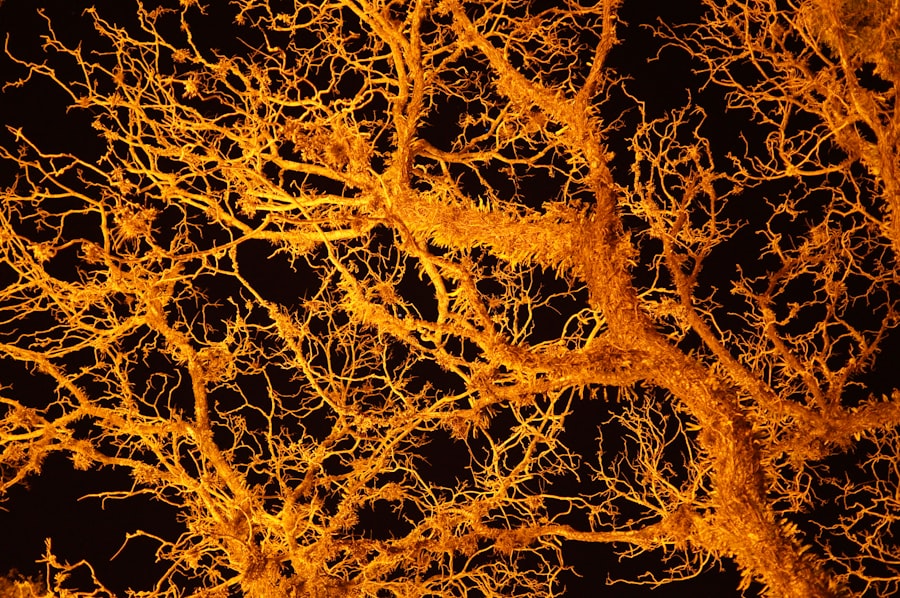 Photo nervous system regulation