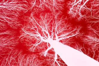 Photo vagus nerve stimulation