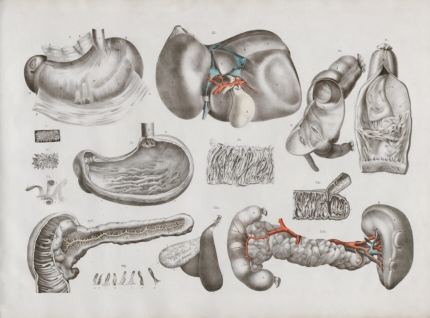 Photo biological levers