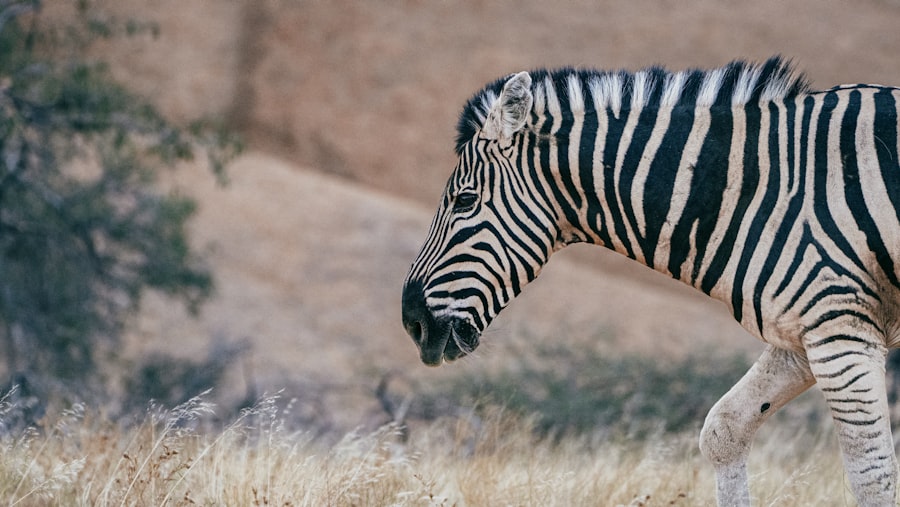 mammalian dive reflex