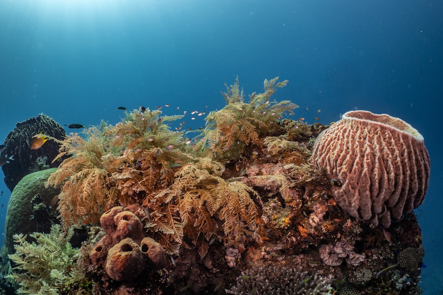 deep sea carbon sequestration