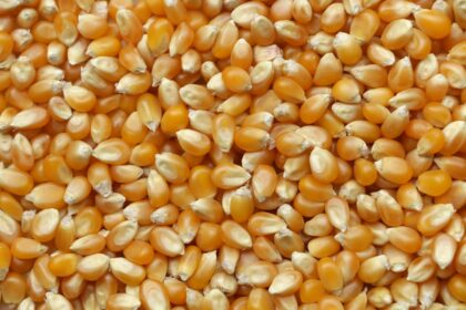 Photo grains vs flours