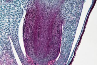 Photo polymetallic nodules