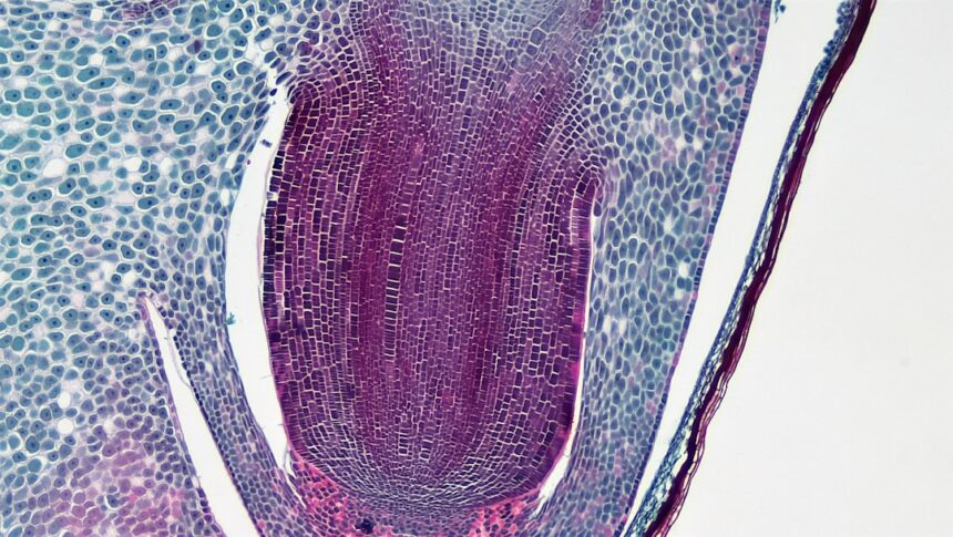 Photo polymetallic nodules
