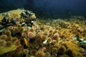 Photo deep sea mining policy
