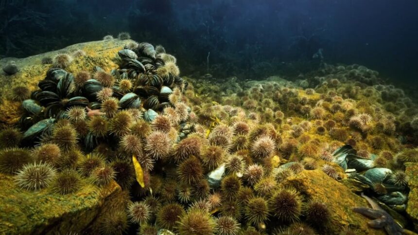 Photo deep sea mining policy