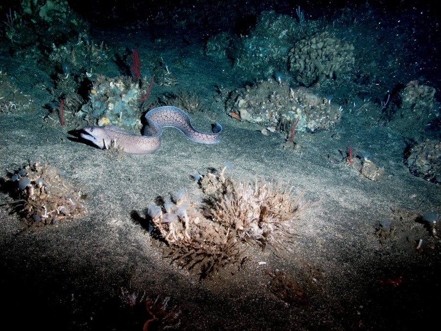 Photo deep sea mining policy
