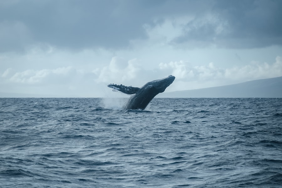 Photo whales
