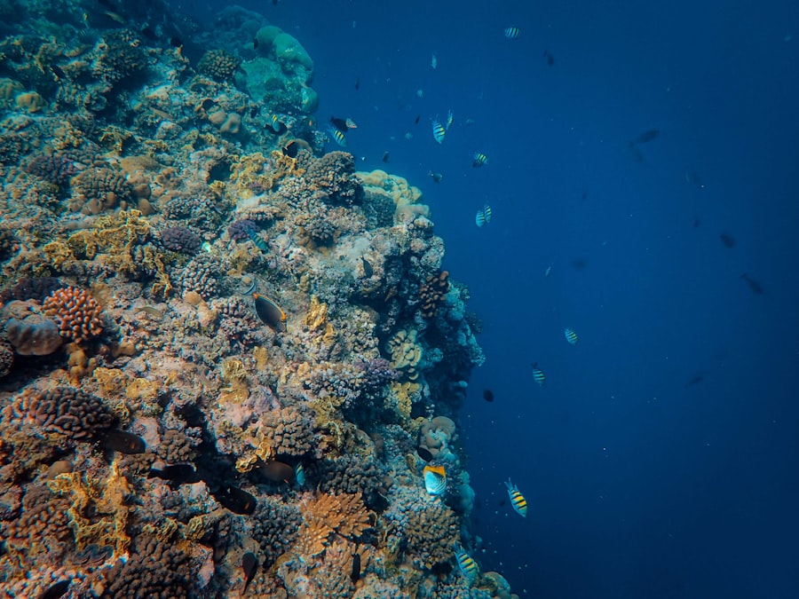 Photo deep sea carbon sequestration
