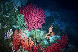 Photo deep sea mining royalties