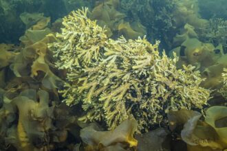 Photo seafloor mining