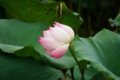 Photo lotus method