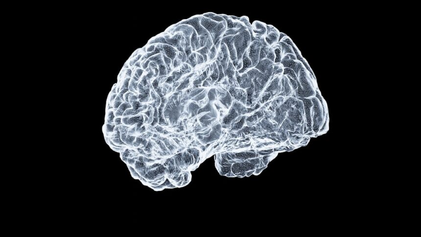 Photo brain