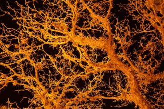 Photo nervous system regulation
