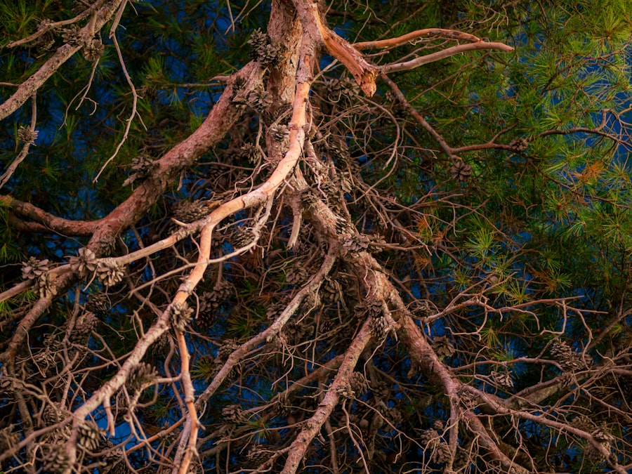 Photo nervous system regulation