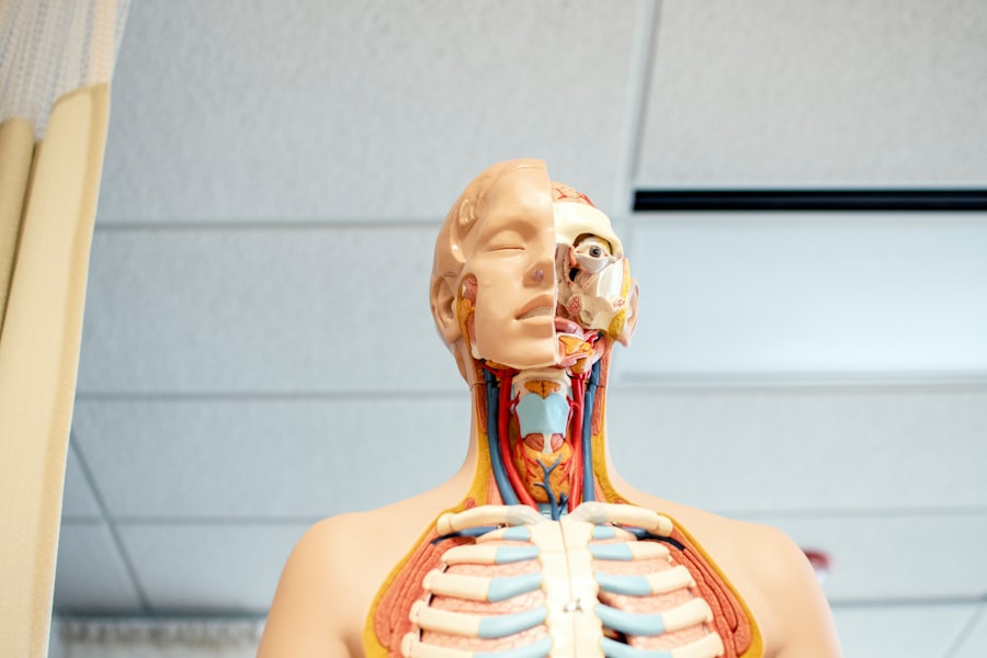 Photo nervous system regulation