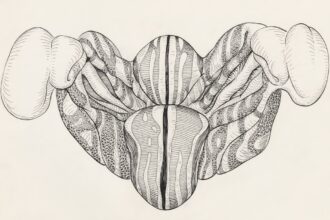 Photo bypass amygdala