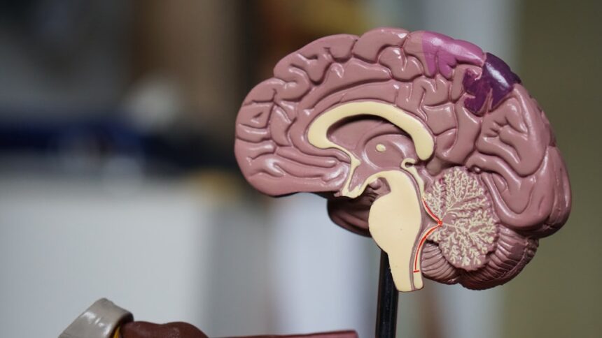 Photo nervous system issues